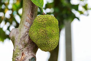 《刺客信条：幻景》即将发售 育碧呼吁切勿剧透